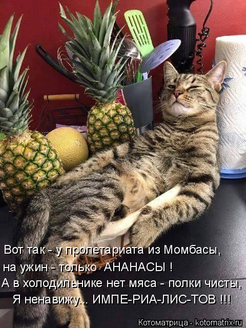Котоматрица: А в холодильнике нет мяса - полки чисты, Я ненавижу... ИМПЕ-РИА-ЛИС-ТОВ !!! Вот так - у пролетариата из Момбасы, на ужин - только  АНАНАСЫ !