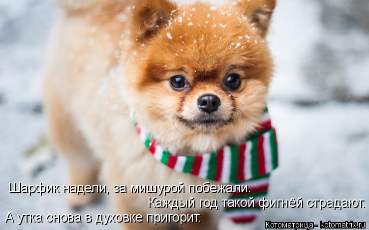 Котоматрица: Шарфик надели, за мишурой побежали. Каждый год такой фигнёй страдают.  А утка снова в духовке пригорит.