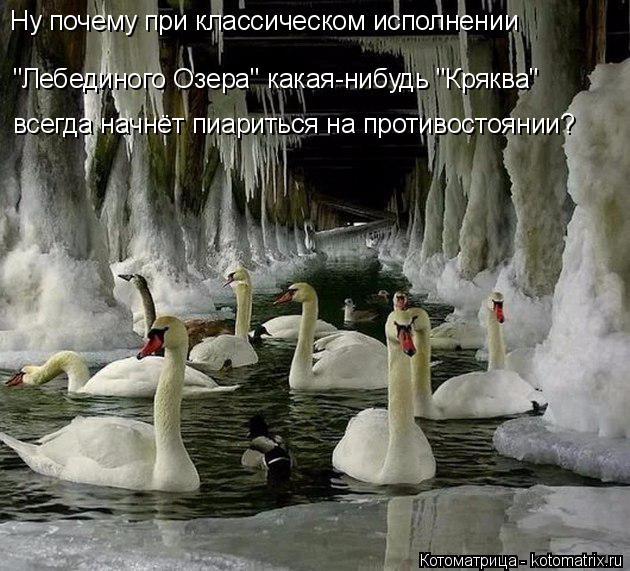 Котоматрица: "Лебединого Озера" какая-нибудь "Кряква" всегда начнёт пиариться на противостоянии? Ну почему при классическом исполнении