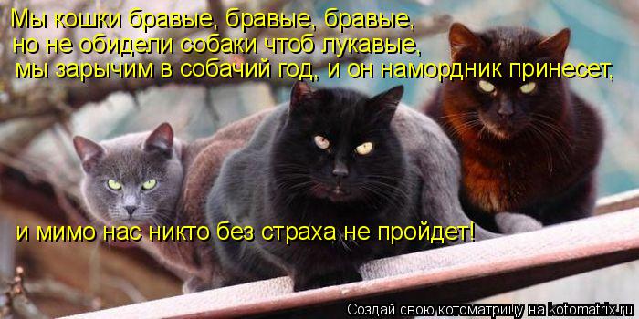 Котоматрица: Мы кошки бравые, бравые, бравые,  мы зарычим в собачий год, и он намордник принесет,  и мимо нас никто без страха не пройдет! но не обидели соба