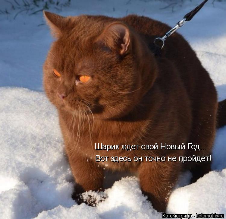 Котоматрица: Шарик ждет свой Новый Год... Вот здесь он точно не пройдёт!