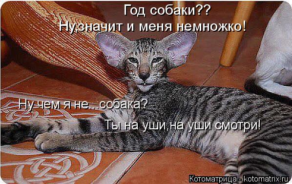 Котоматрица: Год собаки?? Ну,значит и меня немножко! Ну чем я не...собака?  Ты на уши,на уши смотри!