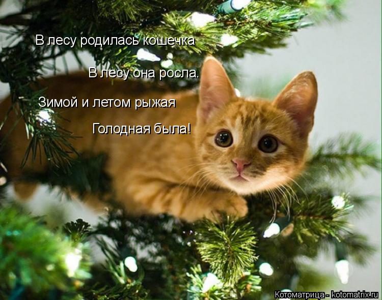 Котоматрица: В лесу родилась кошечка В лесу она росла. Зимой и летом рыжая Голодная была!