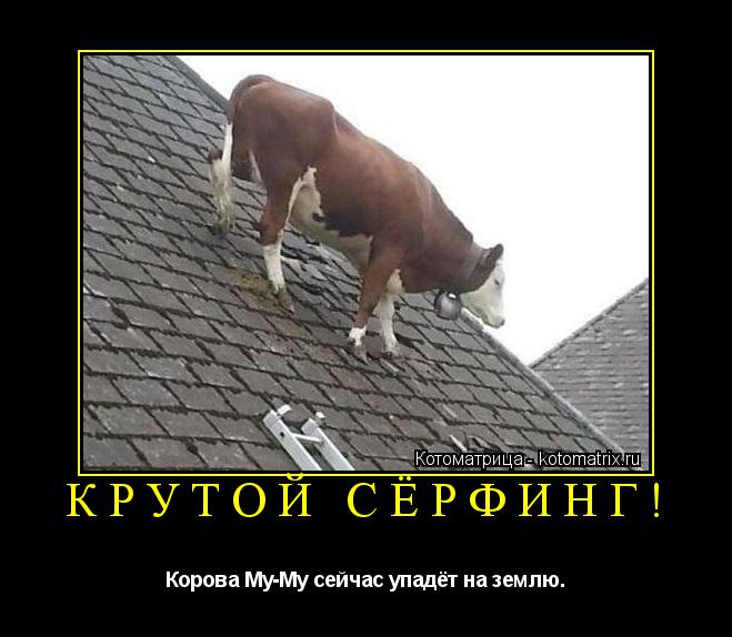 КРУТОЙ СЁРФИНГ! Корова Му-Му сейчас упадёт на землю.... Котоматрица: КРУТОЙ СЁРФИНГ! Корова Му-Му сейчас упадёт на землю.