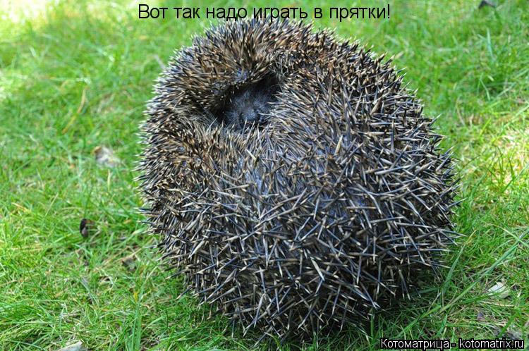 Котоматрица: Вот так надо играть в прятки!