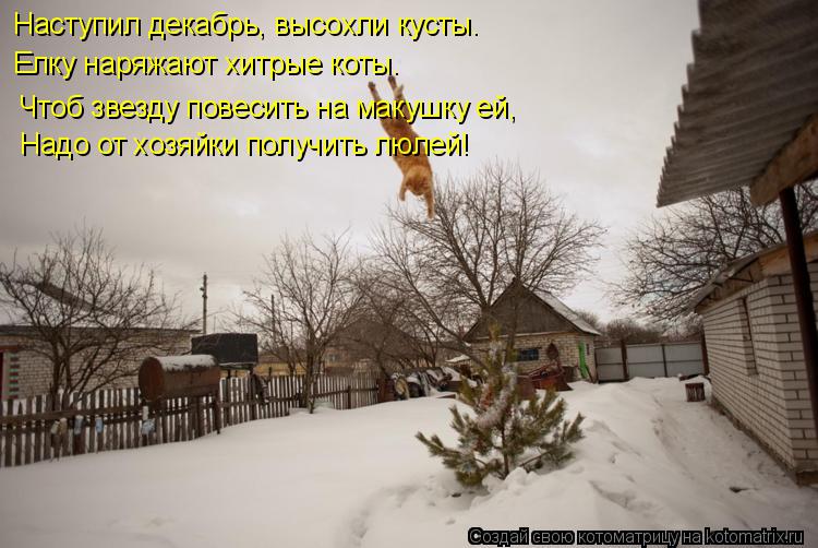 Наступил декабрь, высохли кусты. Елку наряжают хитрые коты. Чтоб звезду повесить на макушку ей, Надо... Котоматрица: Наступил декабрь, высохли кусты. Елку наряжают хитрые коты. Чтоб звезду повесить на макушку ей, Надо от хозяйки получить люлей!