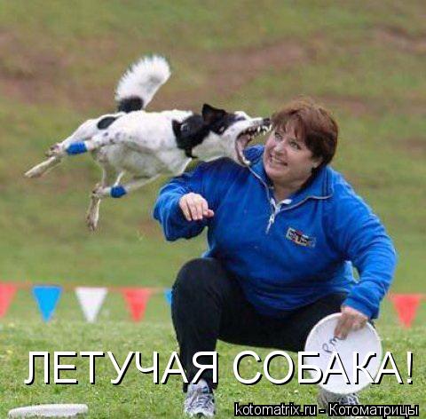 ЛЕТУЧАЯ СОБАКА!... Котоматрица: ЛЕТУЧАЯ СОБАКА!