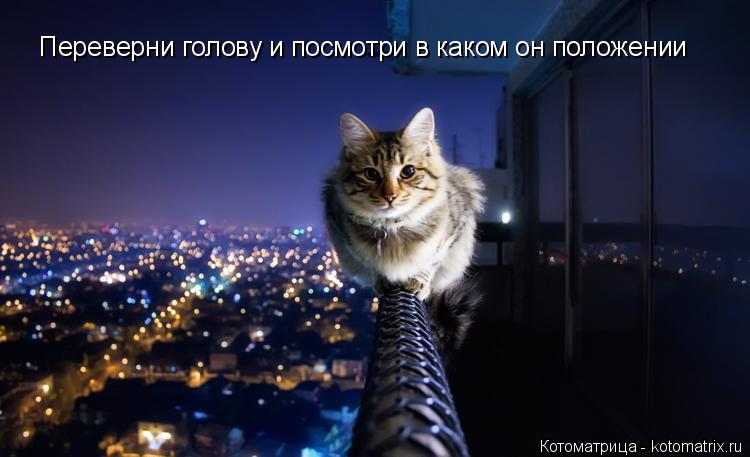 Котоматрица: Переверни голову и посмотри в каком он положении