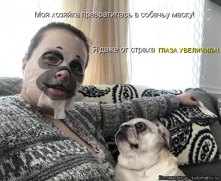 Котоматрица: Моя хозяйка превратилась в собачьу маску! Я даже от страха ГЛАЗА УВЕЛИЧИЛА!