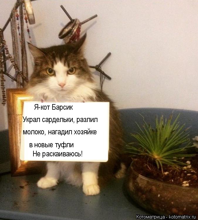 Я-кот Барсик Украл сардельки, разлил молоко, нагадил хозяйке в новые туфли Не раскаиваюсь!... Котоматрица: Я-кот Барсик Украл сардельки, разлил молоко, нагадил хозяйке в новые туфли Не раскаиваюсь!