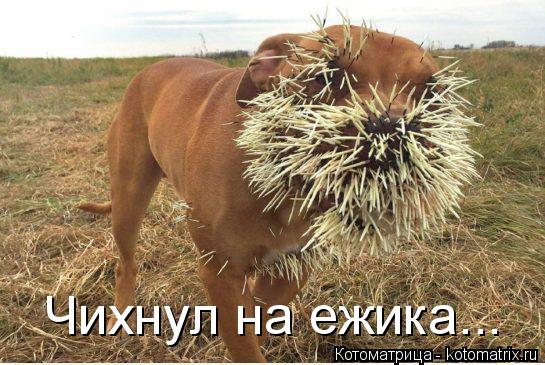 Котоматрица: Чихнул на ежика...