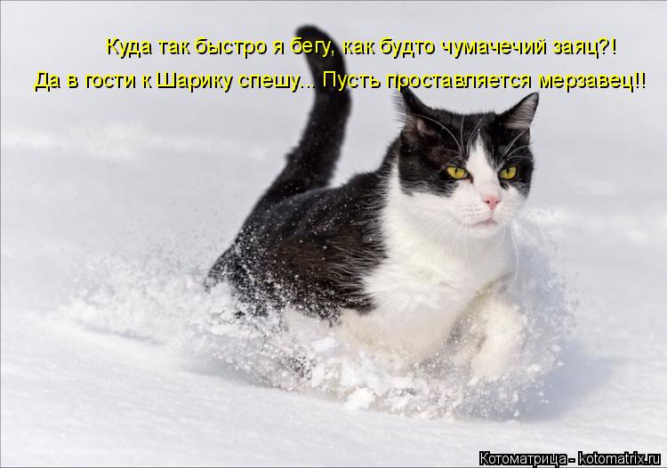 Куда так быстро я бегу, как будто чумачечий заяц?! Да в гости к Шарику спешу... Пусть проставляется м... Котоматрица: Куда так быстро я бегу, как будто чумачечий заяц?! Да в гости к Шарику спешу... Пусть проставляется мерзавец!!
