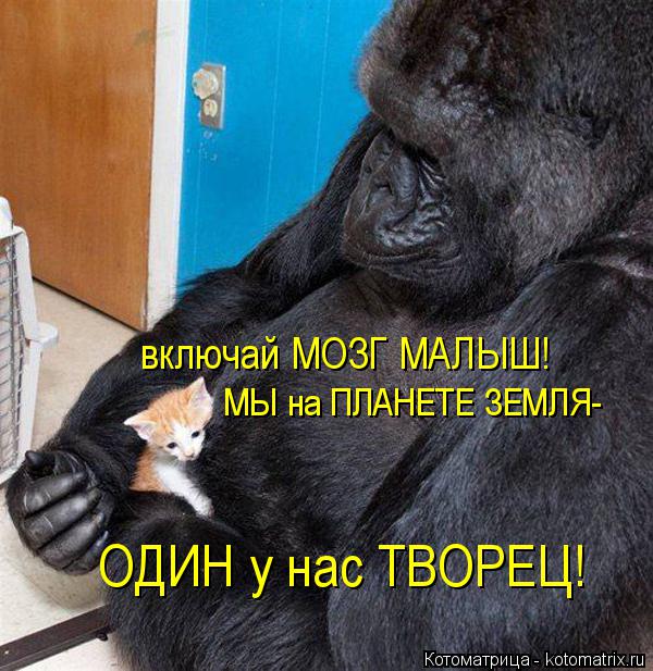 включай МОЗГ МАЛЫШ! МЫ на ПЛАНЕТЕ ЗЕМЛЯ- ОДИН у нас ТВОРЕЦ!... Котоматрица: включай МОЗГ МАЛЫШ! МЫ на ПЛАНЕТЕ ЗЕМЛЯ- ОДИН у нас ТВОРЕЦ!