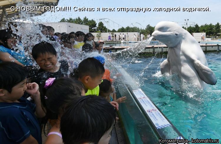 С НОВЫМ ГОДОМ!!! Сейчас я всех отпраздную холодной водичкой.... Котоматрица: С НОВЫМ ГОДОМ!!! Сейчас я всех отпраздную холодной водичкой.
