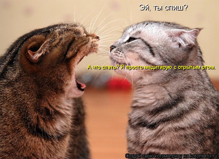 Эй, ты спиш? А что спать? Я просто медитирую с отрытым ртом.... Котоматрица: Эй, ты спиш? А что спать? Я просто медитирую с отрытым ртом.