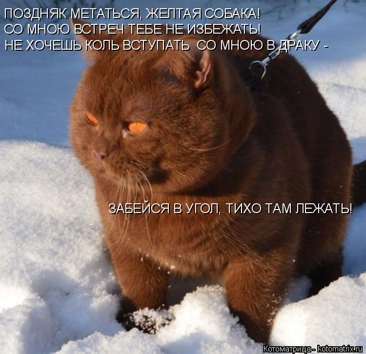 ПОЗДНЯК МЕТАТЬСЯ, ЖЕЛТАЯ СОБАКА! СО МНОЮ ВСТРЕЧ ТЕБЕ НЕ ИЗБЕЖАТЬ! НЕ ХОЧЕШЬ КОЛЬ ВСТУПАТЬ СО МНОЮ В ... Котоматрица: ПОЗДНЯК МЕТАТЬСЯ, ЖЕЛТАЯ СОБАКА! СО МНОЮ ВСТРЕЧ ТЕБЕ НЕ ИЗБЕЖАТЬ! НЕ ХОЧЕШЬ КОЛЬ ВСТУПАТЬ СО МНОЮ В ДРАКУ - ЗАБЕЙСЯ В УГОЛ, ТИХО ТАМ ЛЕЖАТЬ!