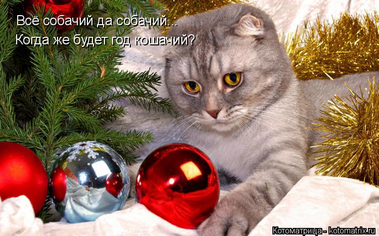 Всё собачий да собачий... Когда же будет год кошачий?... Котоматрица: Всё собачий да собачий... Когда же будет год кошачий?