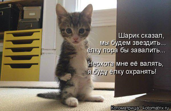 Шарик сказал, мы будем звездить... ёлку пора бы завалить... Неохота мне её валять, я буду ёлку охран... Котоматрица: Шарик сказал, мы будем звездить... ёлку пора бы завалить... Неохота мне её валять, я буду ёлку охранять!