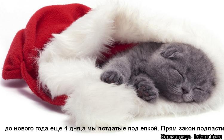 до нового года еще 4 дня,а мы потдатые под елкой. Прям закон подласти.... Котоматрица: до нового года еще 4 дня,а мы потдатые под елкой. Прям закон подласти.