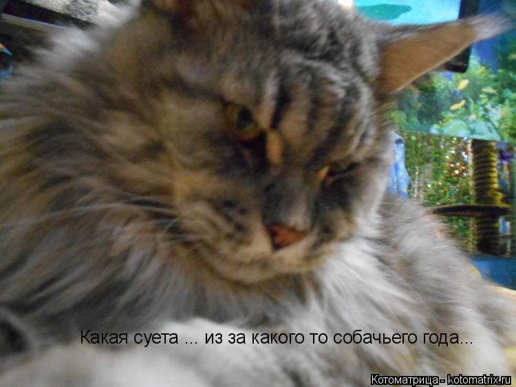 Какая суета ... из за какого то собачьего года...... Котоматрица: Какая суета ... из за какого то собачьего года...