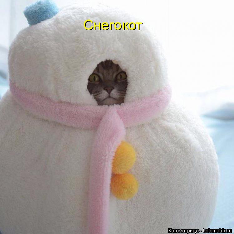 Снегокот... Котоматрица: Снегокот