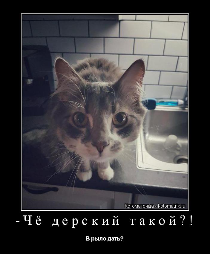-Чё дерский такой?! В рыло дать?... Котоматрица: -Чё дерский такой?! В рыло дать?