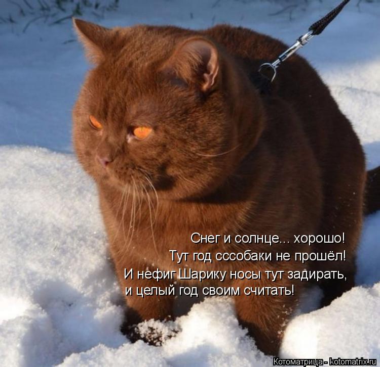 Снег и солнце... хорошо! Тут год сссобаки не прошёл! И нефиг Шарику носы тут задирать, и целый год св... Котоматрица: Снег и солнце... хорошо! Тут год сссобаки не прошёл! И нефиг Шарику носы тут задирать, и целый год своим считать!