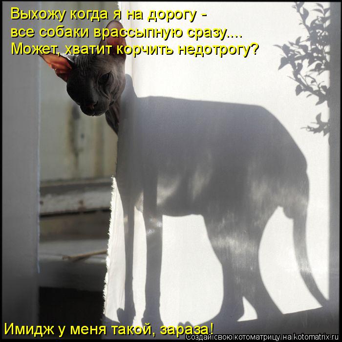 Выхожу когда я на дорогу - все собаки врассыпную сразу.... Может, хватит корчить недотрогу? Имидж у ... Котоматрица: Выхожу когда я на дорогу - все собаки врассыпную сразу.... Может, хватит корчить недотрогу? Имидж у меня такой, зараза!