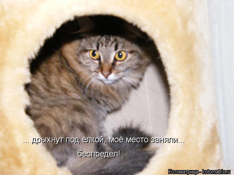 ... дрыхнут под ёлкой, моё место заняли... беспредел!... Котоматрица: ... дрыхнут под ёлкой, моё место заняли... беспредел!
