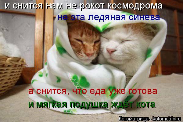 и снится нам не рокот космодрома не эта ледяная синева а снится, что еда уже готова и мягкая подушка ... Котоматрица: и снится нам не рокот космодрома не эта ледяная синева а снится, что еда уже готова и мягкая подушка ждёт кота