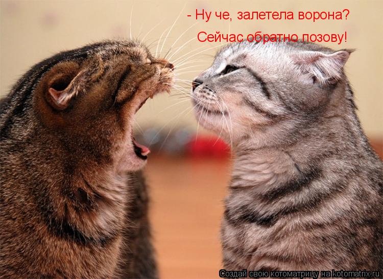 - Ну че, залетела ворона? Сейчас обратно позову!... Котоматрица: - Ну че, залетела ворона? Сейчас обратно позову!