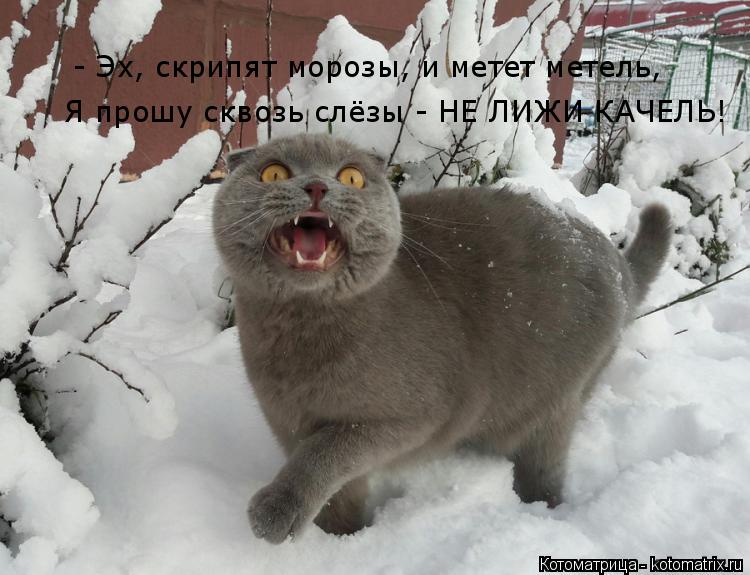 - Эх, скрипят морозы, и метет метель, Я прошу сквозь слёзы - НЕ ЛИЖИ КАЧЕЛЬ!... Котоматрица: - Эх, скрипят морозы, и метет метель, Я прошу сквозь слёзы - НЕ ЛИЖИ КАЧЕЛЬ!