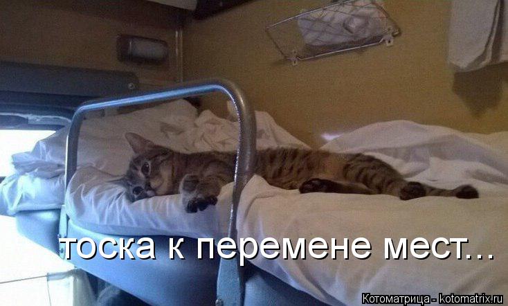 тоска к перемене мест...... Котоматрица: тоска к перемене мест...