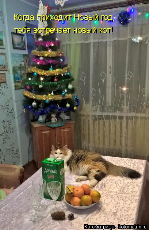 Когда приходит Новый год , тебя встречает новый кот!... Котоматрица: Когда приходит Новый год , тебя встречает новый кот!