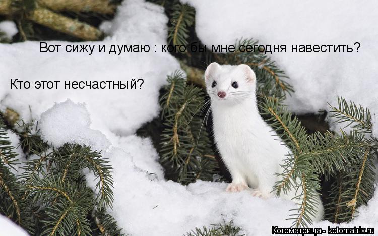 Вот сижу и думаю : кого бы мне сегодня навестить? Кто этот несчастный?... Котоматрица: Вот сижу и думаю : кого бы мне сегодня навестить? Кто этот несчастный?