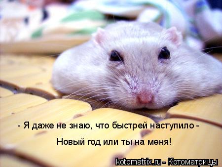 - Я даже не знаю, что быстрей наступило - Новый год или ты на меня!... Котоматрица: - Я даже не знаю, что быстрей наступило - Новый год или ты на меня!