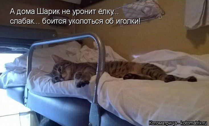 А дома Шарик не уронит ёлку... слабак... боится уколоться об иголки!... Котоматрица: А дома Шарик не уронит ёлку... слабак... боится уколоться об иголки!