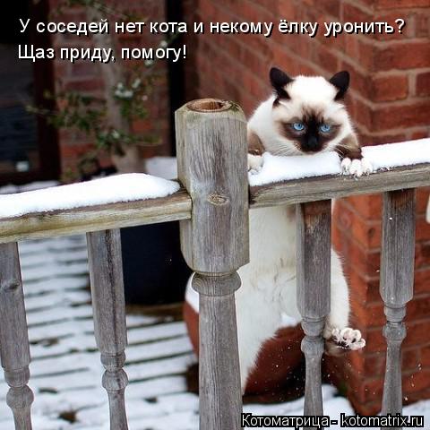 У соседей нет кота и некому ёлку уронить? Щаз приду, помогу!... Котоматрица: У соседей нет кота и некому ёлку уронить? Щаз приду, помогу!