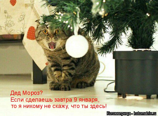 Дед Мороз? Если сделаешь завтра 9 января, то я никому не скажу, что ты здесь!... Котоматрица: Дед Мороз? Если сделаешь завтра 9 января, то я никому не скажу, что ты здесь!