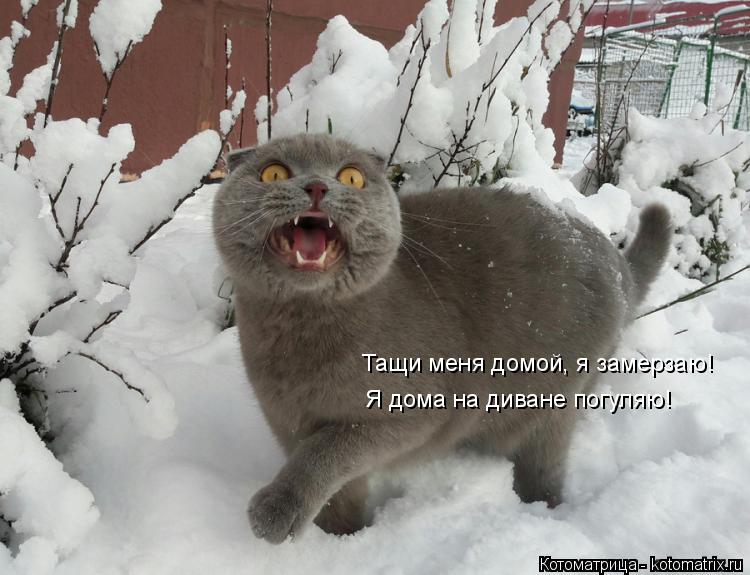 Тащи меня домой, я замерзаю! Я дома на диване погуляю!... Котоматрица: Тащи меня домой, я замерзаю! Я дома на диване погуляю!