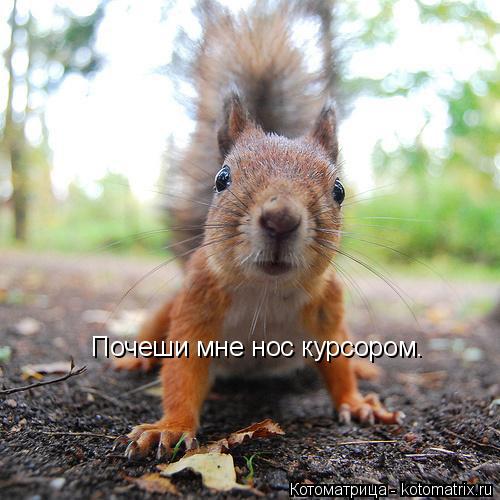 Почеши мне нос курсором.... Котоматрица: Почеши мне нос курсором.