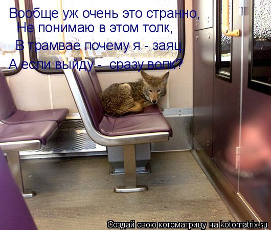 Котоматрица: Не понимаю в этом толк, В трамвае почему я - заяц, А если выйду -  сразу волк? Вообще уж очень это странно,