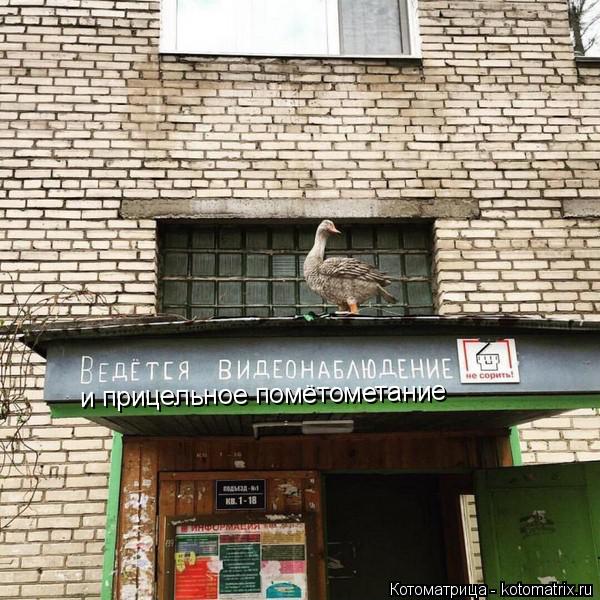 Котоматрица: и прицельное помётометание