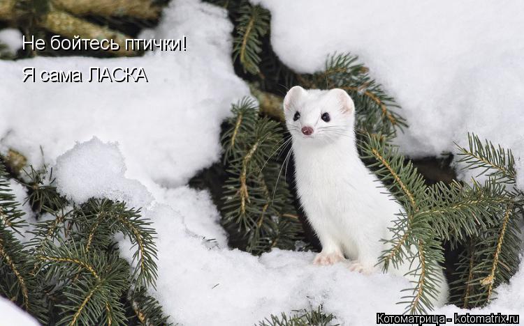 Котоматрица: Не бойтесь птички!  Я сама ЛАСКА