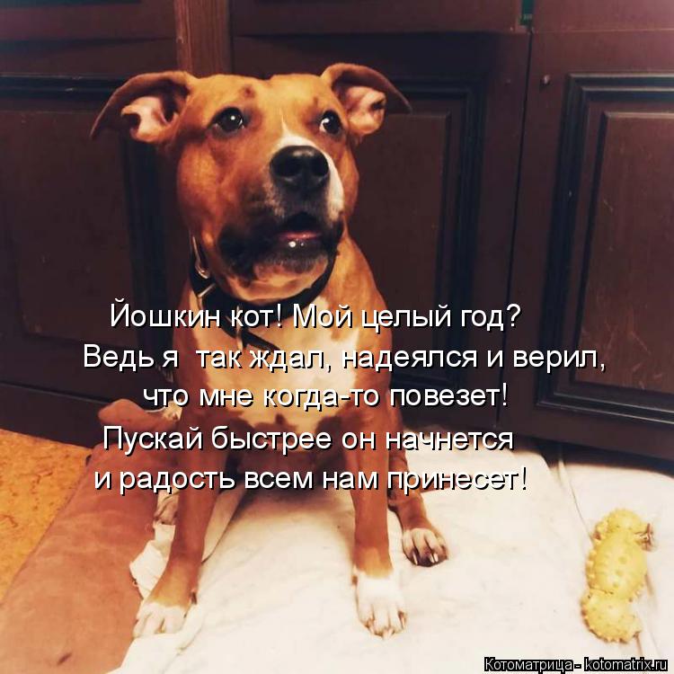 Йошкин кот! Мой целый год? Ведь я так ждал, надеялся и верил, что мне когда-то повезет! Пускай быст... Котоматрица: Йошкин кот! Мой целый год? Ведь я так ждал, надеялся и верил, что мне когда-то повезет! Пускай быстрее он начнется и радость всем нам принесе