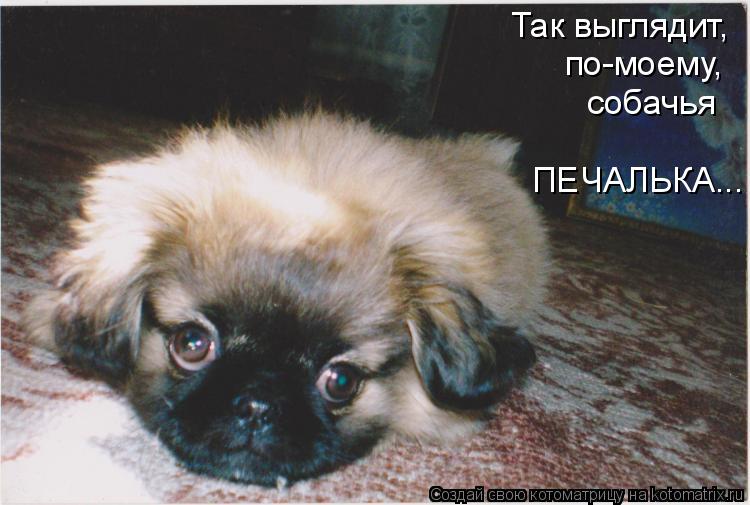 Так выглядит, по-моему, собачья ПЕЧАЛЬКА...... Котоматрица: Так выглядит, по-моему, собачья ПЕЧАЛЬКА...