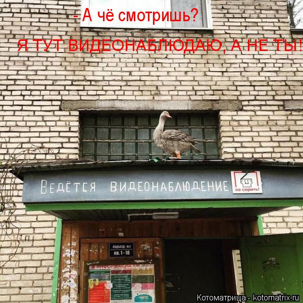 Котоматрица: - А чё смотришь? Я ТУТ ВИДЕОНАБЛЮДАЮ, А НЕ ТЫ!
