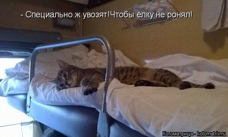 Котоматрица: - Специально ж увозят!Чтобы ёлку не ронял!