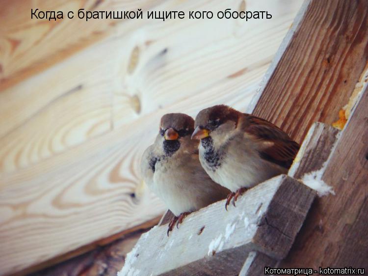 Котоматрица: Когда с братишкой ищите кого обосрать