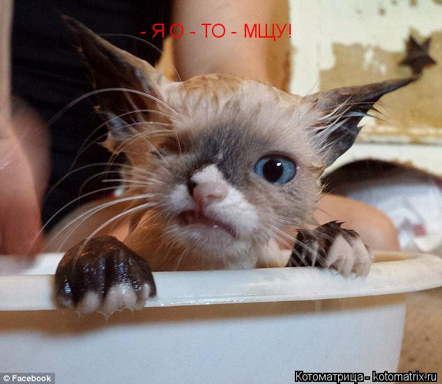 Котоматрица: - Я О - ТО - МЩУ!